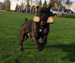 Iron Mountain K9's Zeus GSD