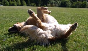 Iron Mountain K9's Kiowa Golden Retriever