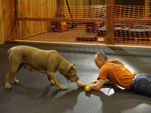 Iron Mountain K9's Female Cane' Corso