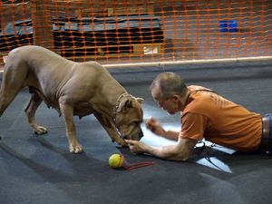 Iron Mountain K9's Female Cane' Corso
