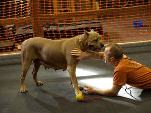 Iron Mountain K9's Female Cane' Corso
