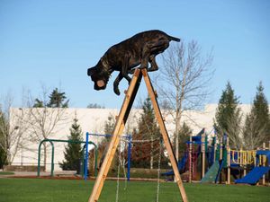 Iron Mountain K9's Sniper Cane' Corso