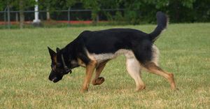 Iron Mountain K9's Plague German Shepherd Dog