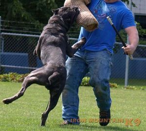 Iron Mountain K9's Soldier. Cane' Corso