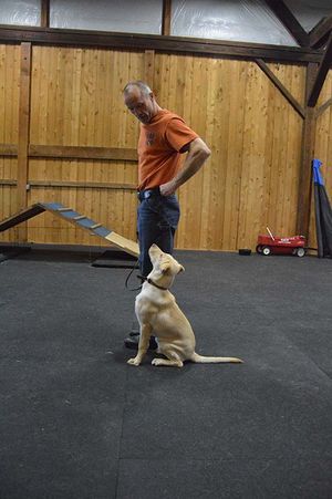 Iron Mountain K9's Yellow Dog Labrador Retriever