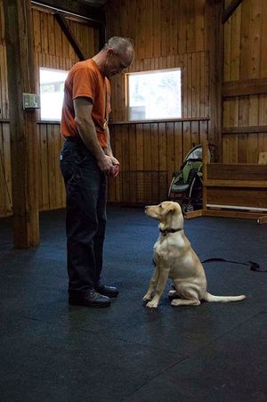 Iron Mountain K9's Female Cane' Corso