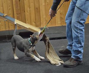 Iron Mountain K9's Female Cane' Corso