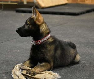 Iron Mountain K9's Kiowa Golden Retriever
