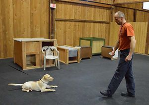 Iron Mountain K9's Female Cane' Corso